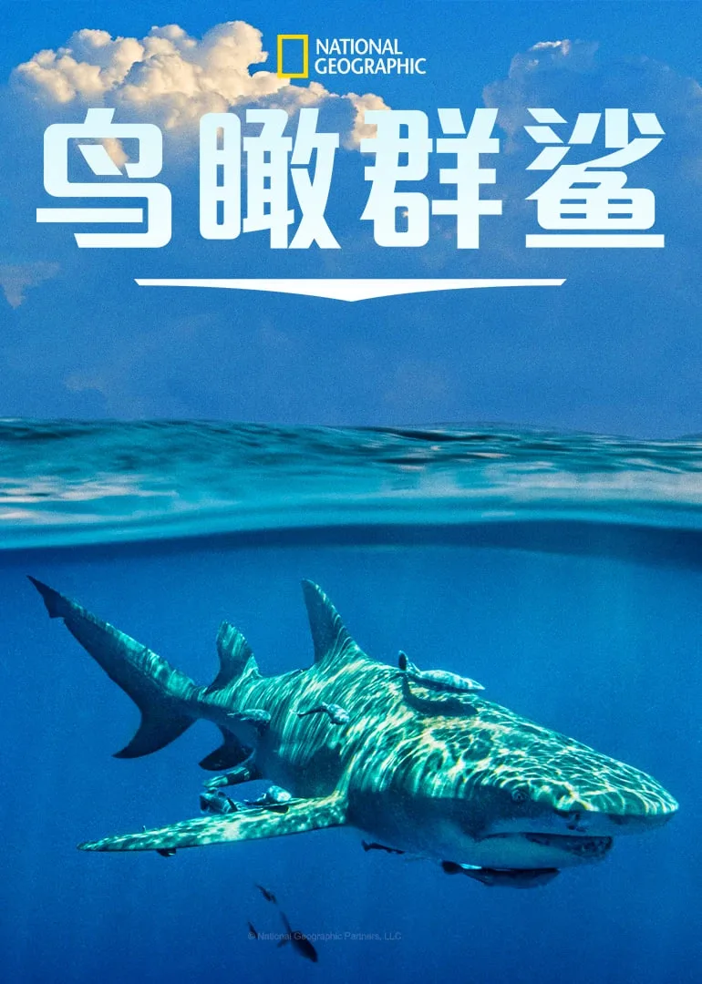 鸟瞰群鲨海报